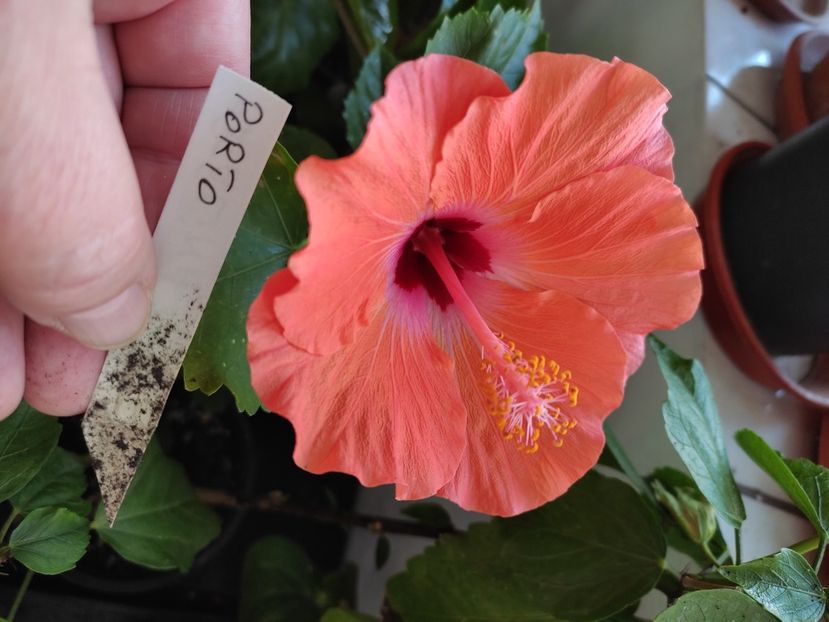  - HIBISCUS 2022