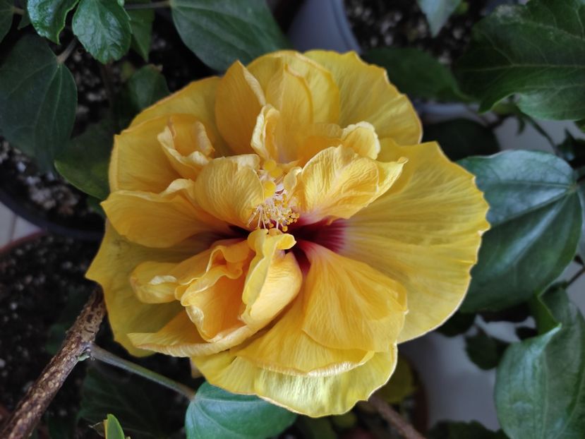  - HIBISCUS 2022