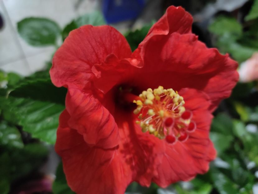  - HIBISCUS 2022