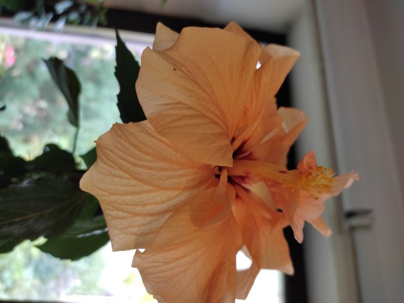  - HIBISCUS 2022
