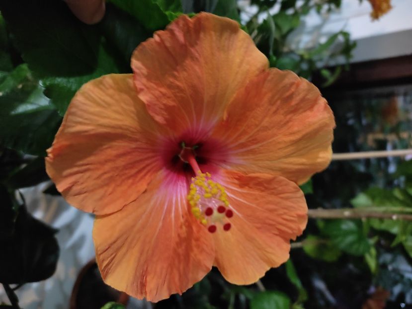  - HIBISCUS 2022
