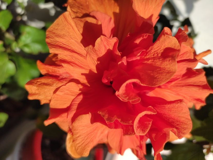  - HIBISCUS 2022