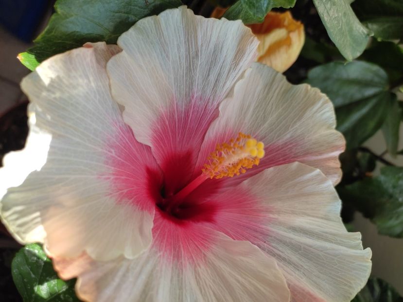  - HIBISCUS 2022