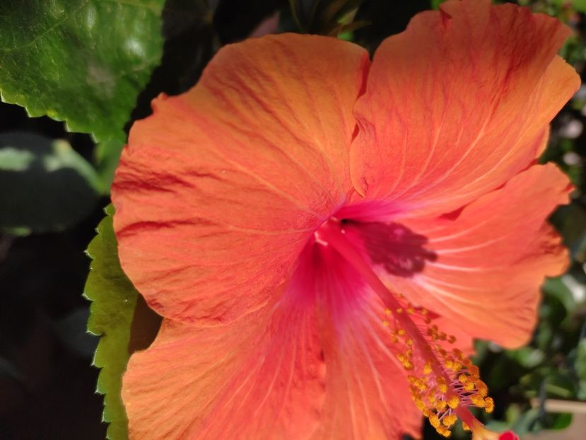  - HIBISCUS 2022