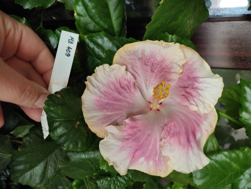  - HIBISCUS 2022