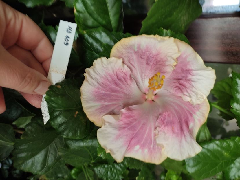  - HIBISCUS 2022