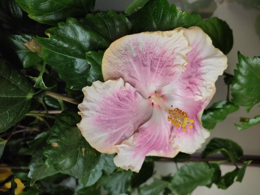  - HIBISCUS 2022