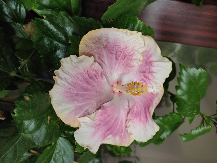  - HIBISCUS 2022