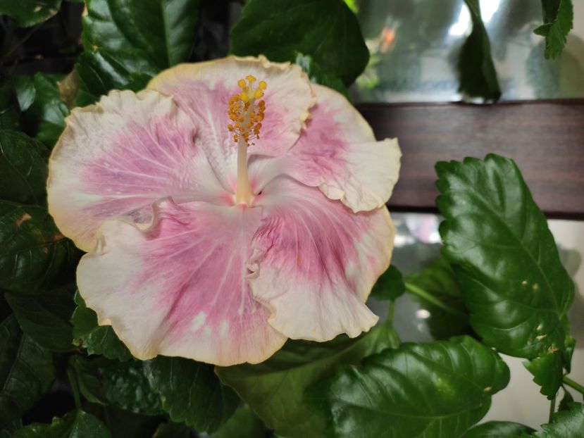  - HIBISCUS 2022