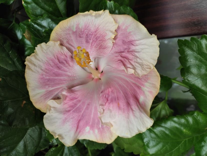 - HIBISCUS 2022