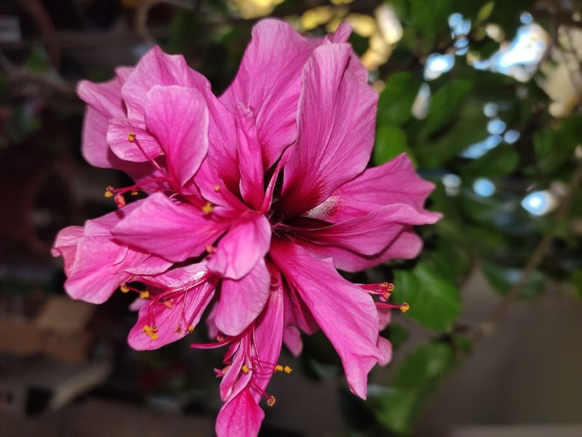  - HIBISCUS 2022