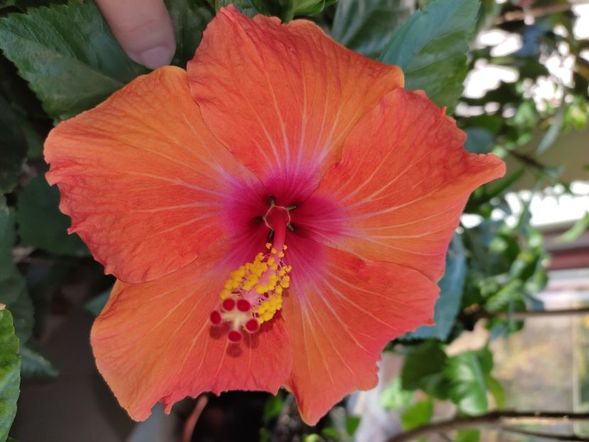  - HIBISCUS 2022