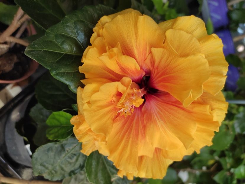  - HIBISCUS 2022