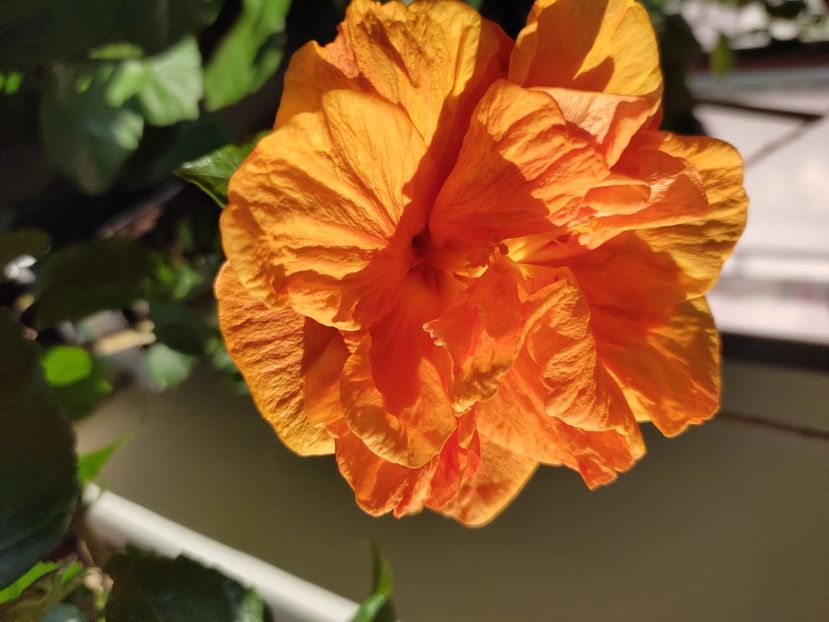  - HIBISCUS 2022