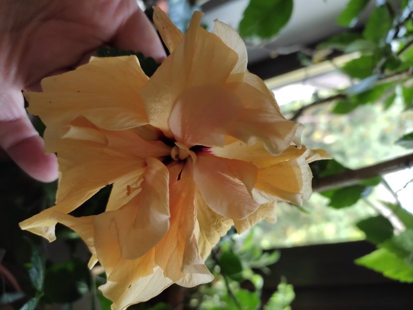  - HIBISCUS 2022