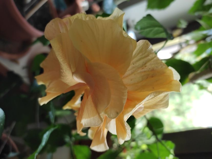 - HIBISCUS 2022