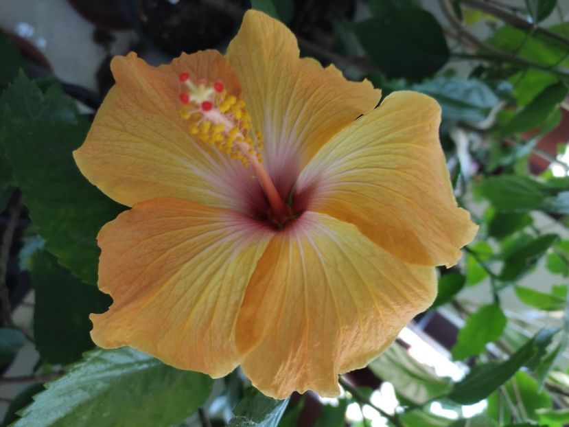  - HIBISCUS 2022