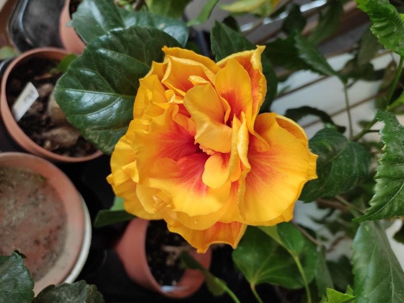  - HIBISCUS 2022