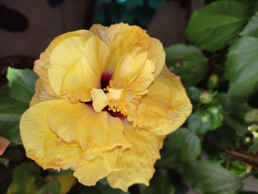  - HIBISCUS 2022
