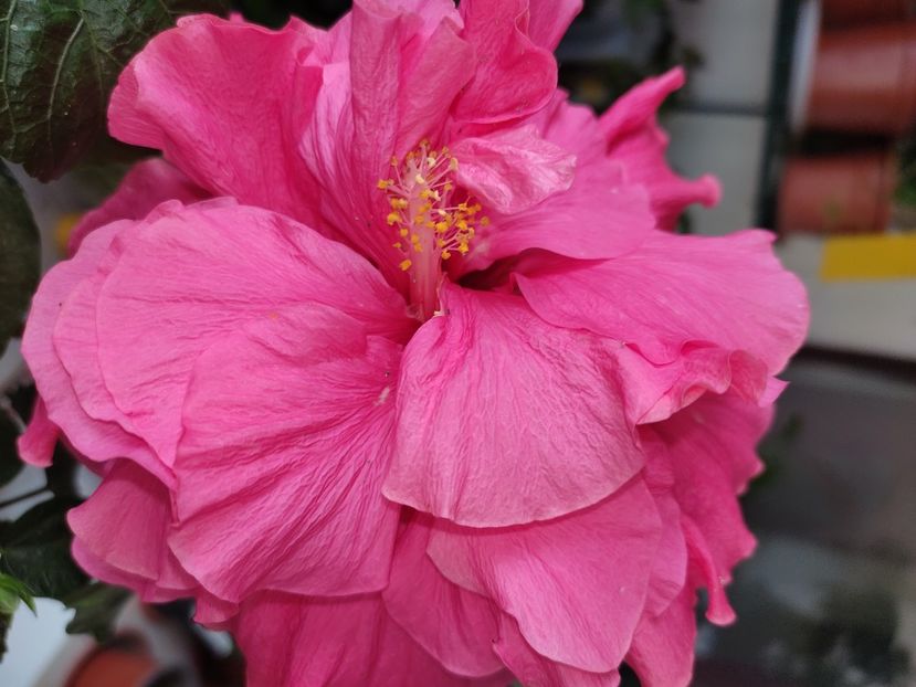  - HIBISCUS 2022