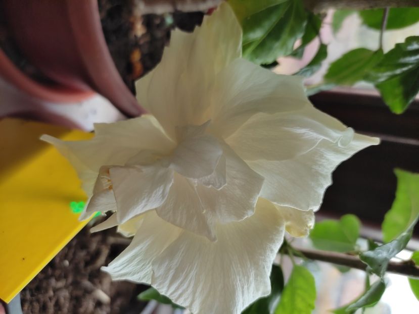  - HIBISCUS 2022