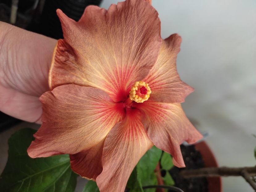  - HIBISCUS 2022