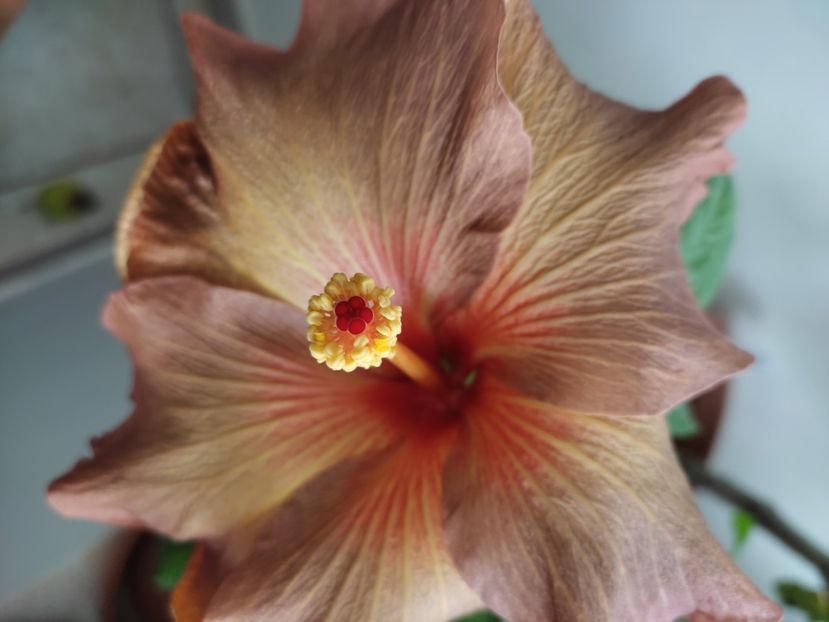  - HIBISCUS 2022