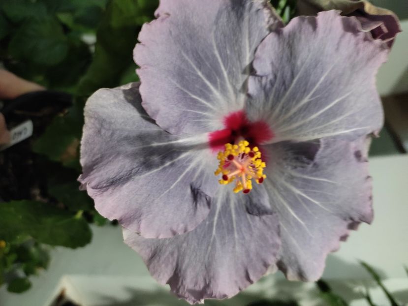  - HIBISCUS 2022