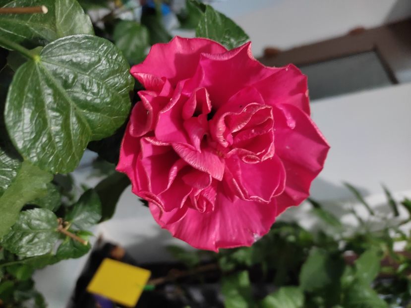  - HIBISCUS 2022