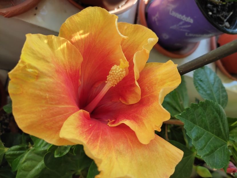  - HIBISCUS 2022