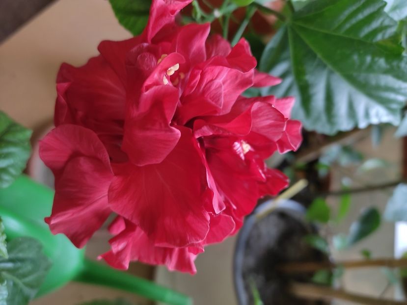  - HIBISCUS 2022