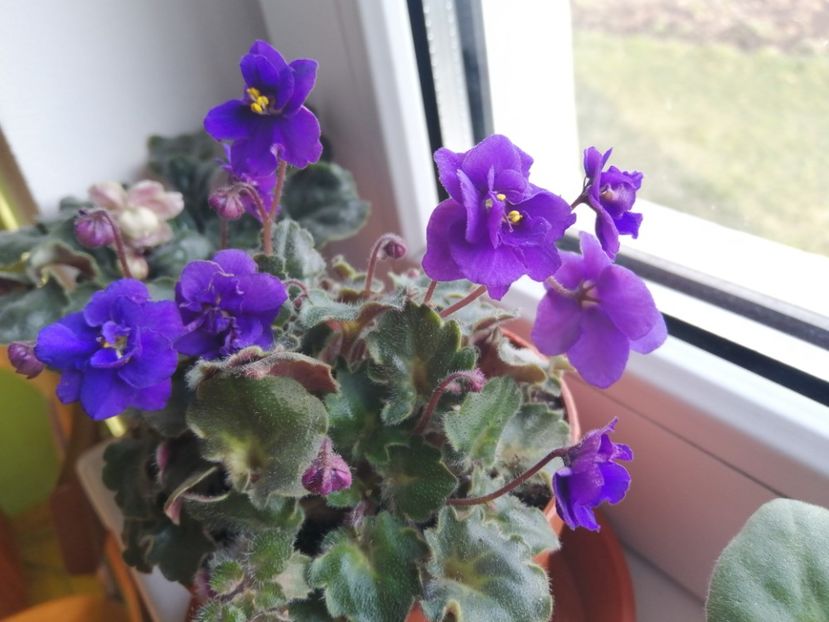  - Skagit VICTORY trail