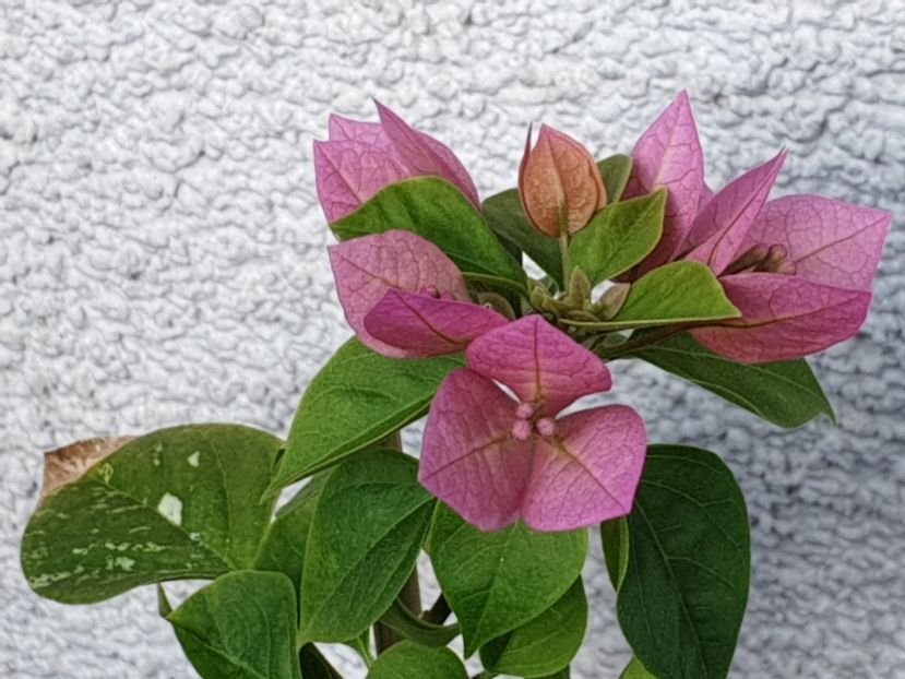  - Purple Pixie Variegated