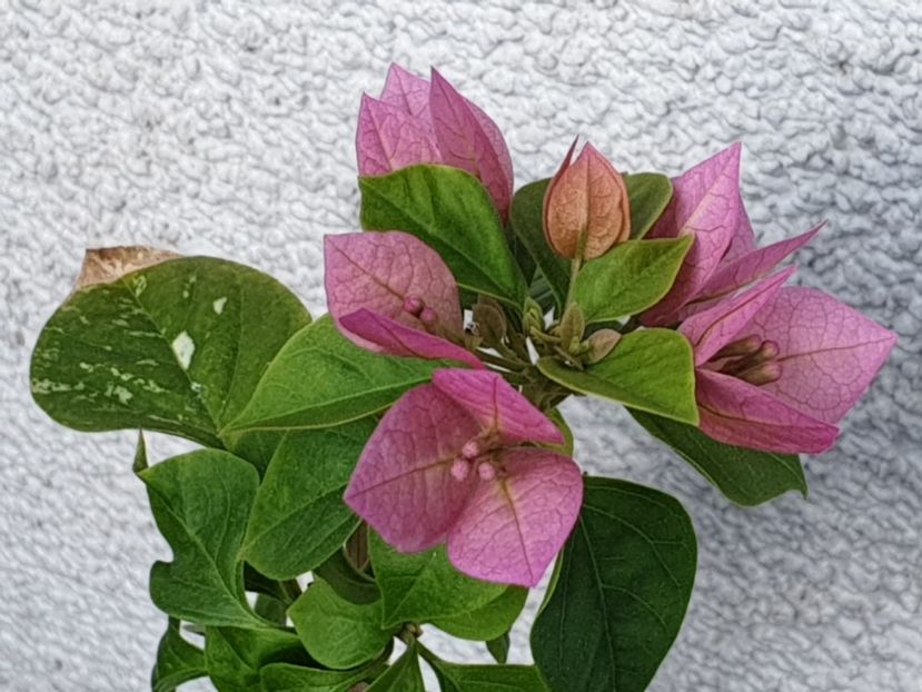  - Purple Pixie Variegated