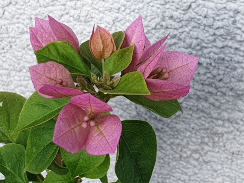  - Purple Pixie Variegated