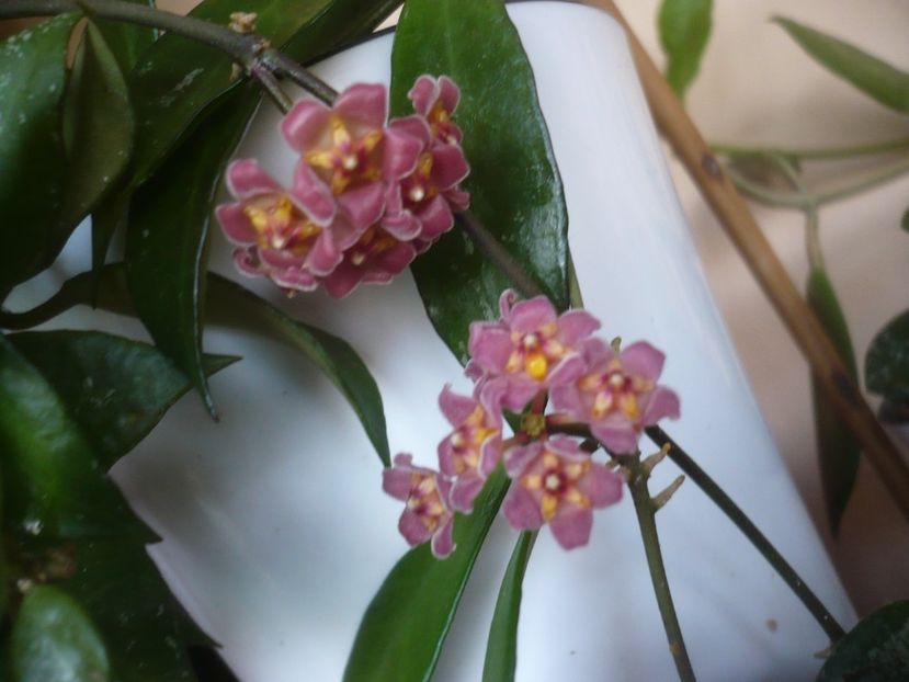 P1510371 - HOYA 2022-1