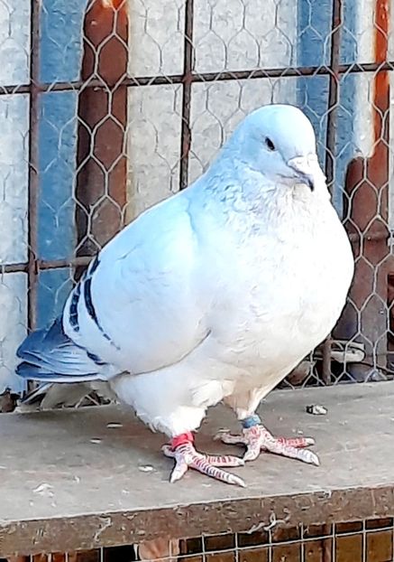  - FEMELE MATCĂ 2022