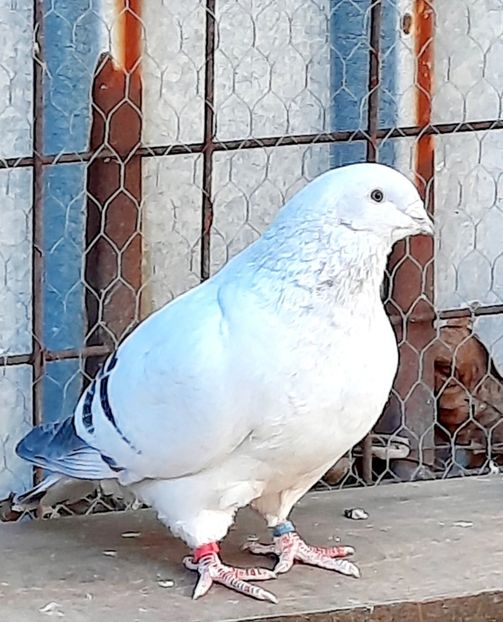  - FEMELE MATCĂ 2022