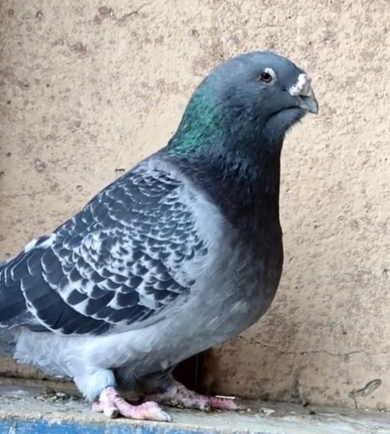  - 0-Porumbei de la altii care imi plac