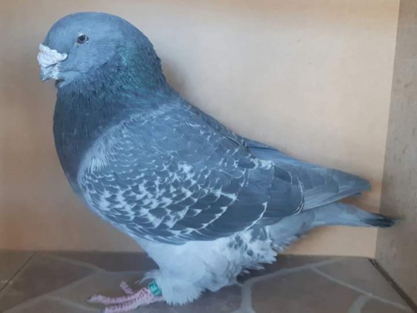 Mascul 2019/2022 - 0-Porumbei de la altii care imi plac