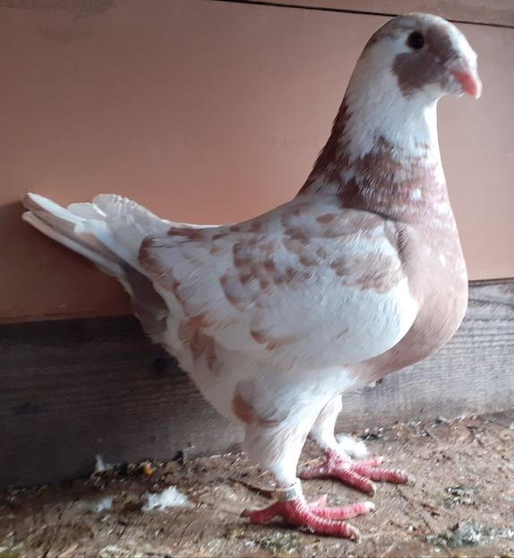 - Agh vanduti 2019-2020-2021-2022-2024 2025