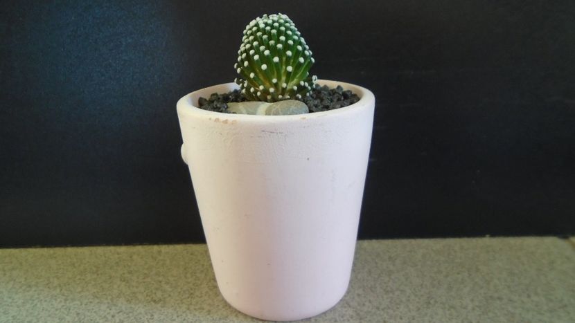 Mammillaria luethyi (-10C) - Cactusi 2021 bis
