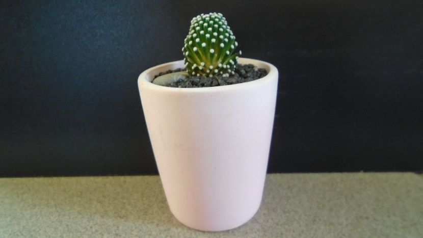 Mammillaria luethyi (-10C) - Cactusi 2021 bis