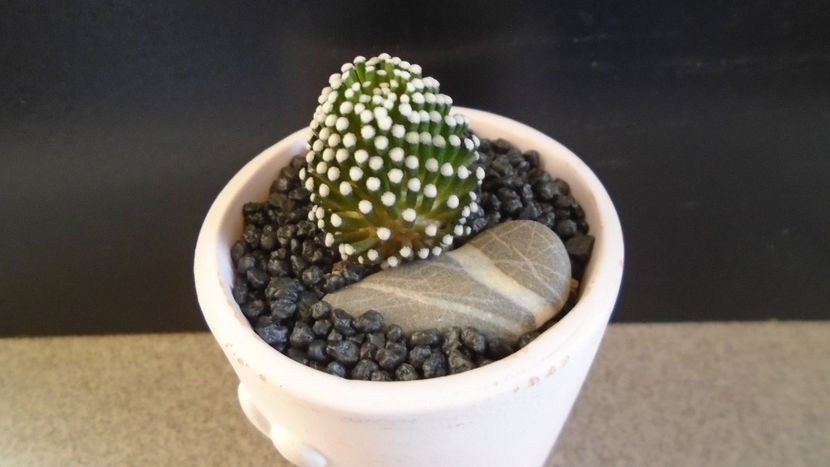 Mammillaria luethyi (-10C) - Cactusi 2021 bis