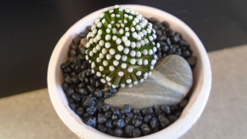 Mammillaria luethyi (-10C) - Cactusi 2021 bis