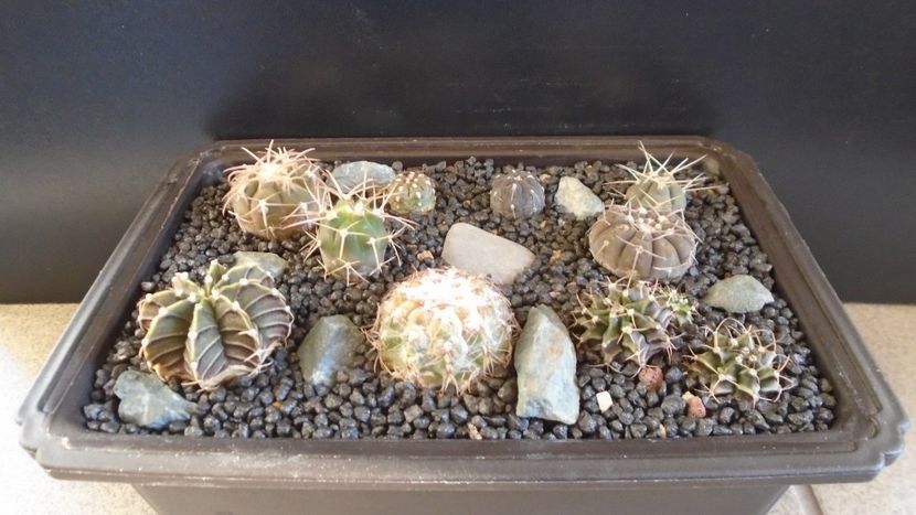 Grup de 10 Gymnocalycium - Cactusi 2021 Gymnocalycium