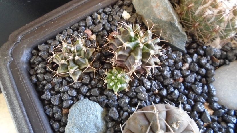 Gymnocalycium mihanovichii v. stenogonum (2 ex.) - Cactusi 2021 Gymnocalycium