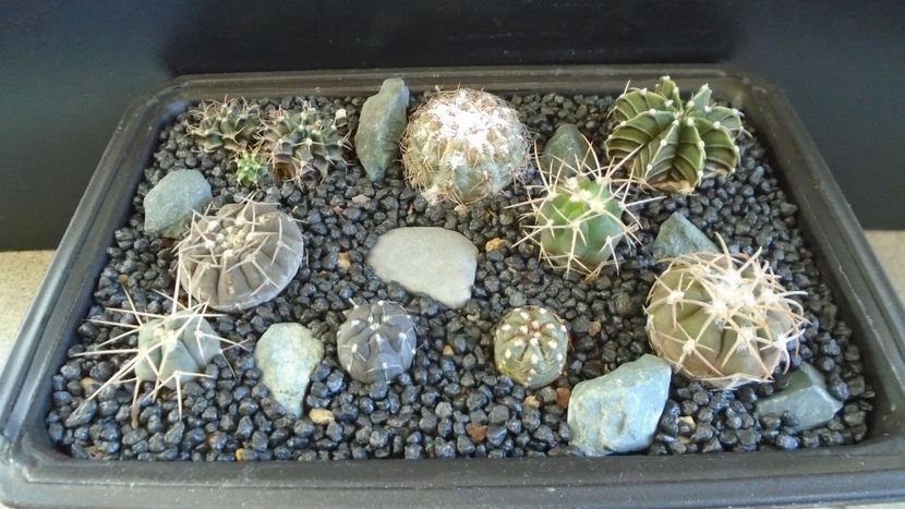 Grup de 10 Gymnocalycium - Cactusi 2021 Gymnocalycium