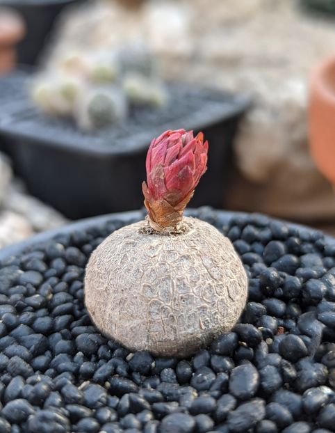 Euphorbia rapulum - Whish list pentru viata urmatoare2