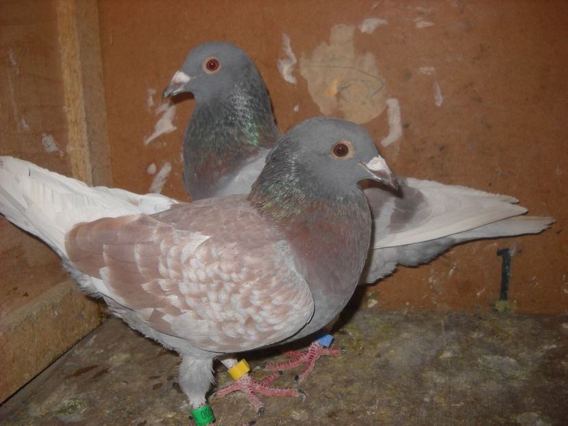  - UNDEVA IN SUCEAVA arhiva